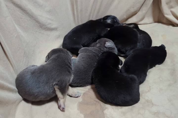 Some of the eight German Shepherd mix puppies that are recovering at a foster home after being ...