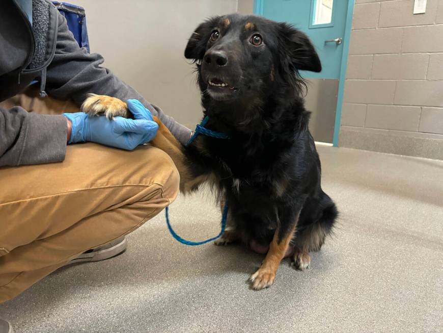 The mother of eight German Shepherd mix puppies that are recovering at a foster home after bein ...