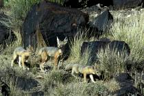 A mother kit fox, center, checks the horizon as she escorts her two pups on a hunt near their d ...