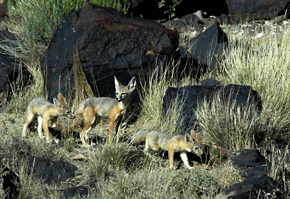 A mother kit fox, center, checks the horizon as she escorts her two pups on a hunt near their d ...