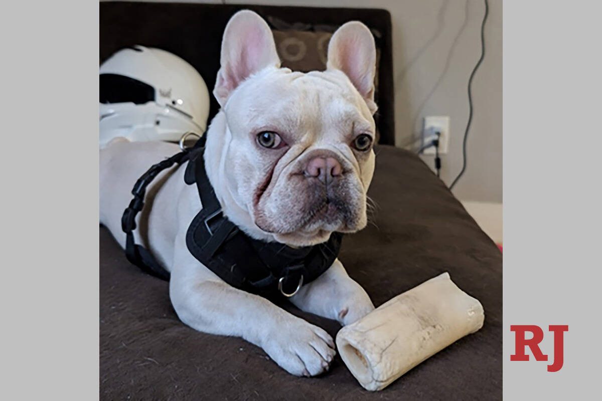 Rza, a white 1 ½-year-old male French bulldog, was taken Friday, Nov., 15, 2024, from a sober ...