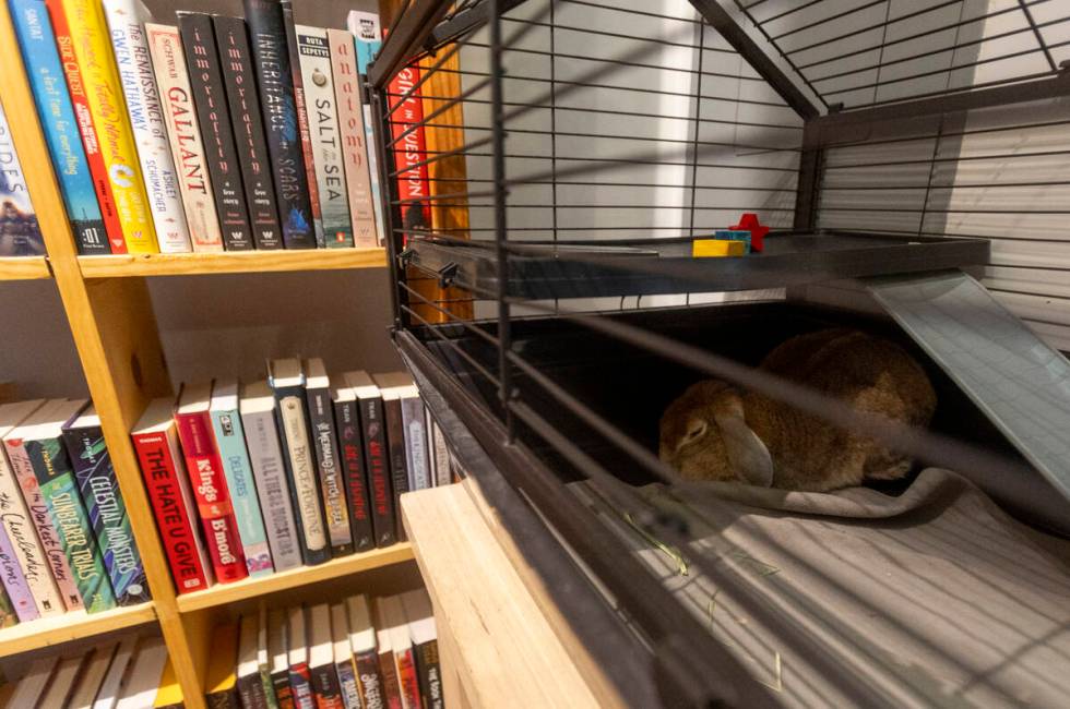 The Baron, a rabbit, sleeps in a cage at the Writer’s Block, Wednesday, Nov. 13, 2024, i ...