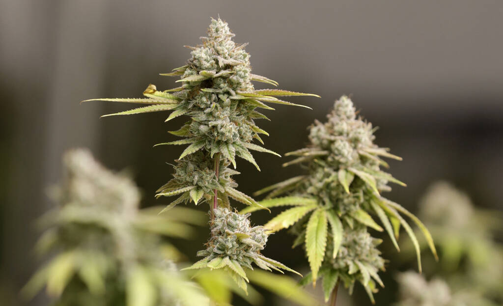 FILE - Marijuana buds ready for harvest on Jan. 28, 2019, in Akron, Ohio. (AP Photo/Tony Dejak, ...