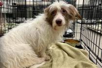 One of 35 dogs impounded by Las Vegas Animal Protective Services officers at a home in the 1900 ...