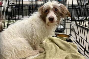 One of 35 dogs impounded by Las Vegas Animal Protective Services officers at a home in the 1900 ...