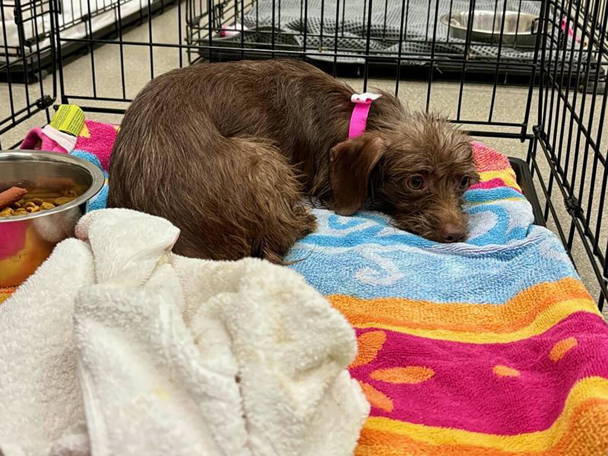 One of 35 dogs impounded by Las Vegas Animal Protective Services officers at a home in the 1900 ...