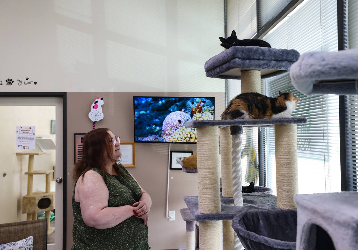 Sylvia Raridan looks at the cats up for adoption at the Rescued Treasures Cat Cafe in Las Vegas ...