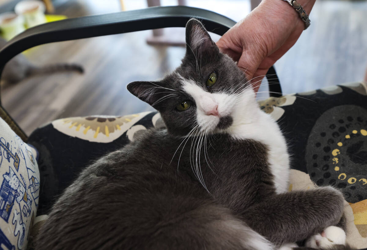 Sylvia Raridan pets Becca at the Rescued Treasures Cat Cafe in Las Vegas, Thursday, Oct. 24, 20 ...