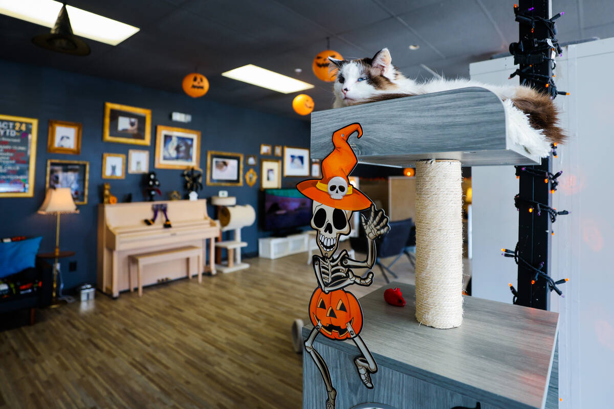 The Hearts Alive Cat Cafe on Oct. 30, 2024, in Las Vegas. (Madeline Carter/Las Vegas Review-Jou ...