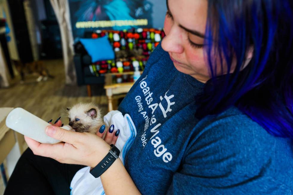 Brittany Rutledge feeds milk to Garlic, a kitten, at the Hearts Alive Cat Cafe on Oct. 30, 2024 ...