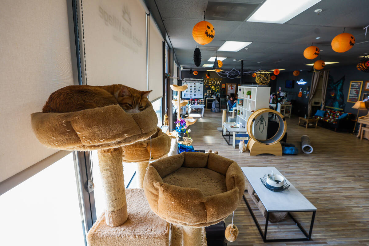 The Hearts Alive Cat Cafe on Oct. 30, 2024, in Las Vegas. (Madeline Carter/Las Vegas Review-Jou ...