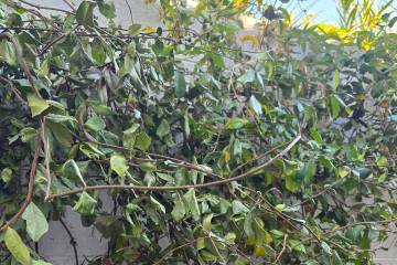 Star jasmine is a northern vine from Asia that needs to grow against something. If supported, i ...