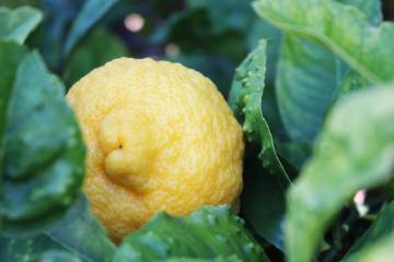 Because of its thick rind, the rough lemon is mainly used for citrus rootstock. (Getty Images)