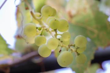 Grapes require adequate soil moisture during fruit production and harvest. After that, they can ...