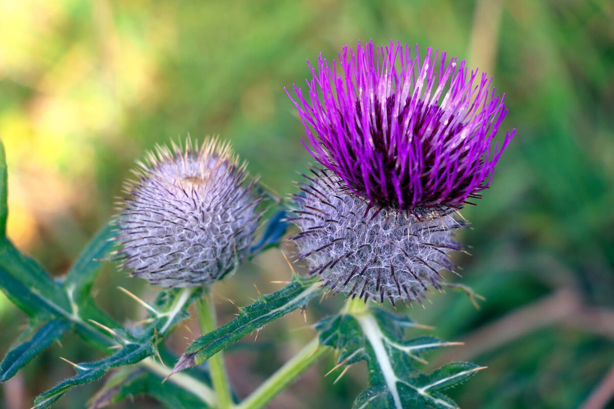 Bull thistle is a non-native plant that you may not want on your property. (Getty Images)