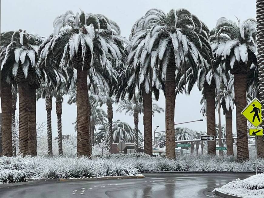 Snow covers trees along Pavilion Center Drive in the Summerlin neighborhood early in the mornin ...