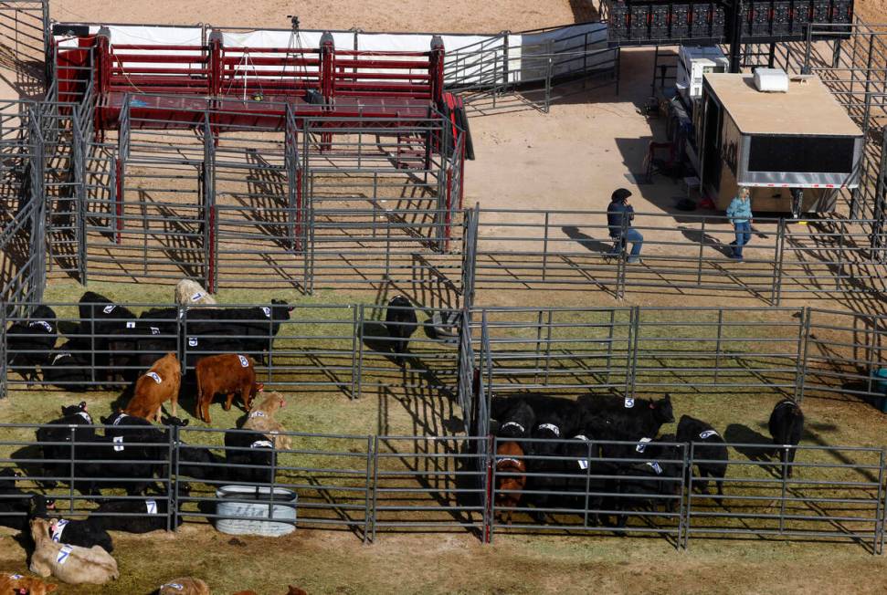 Steer athletes rest in the temporary home for the Rodeo at the Core Arena, a permanent outdoor ...