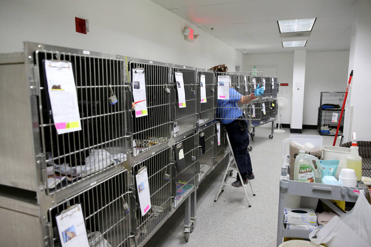 Kennel attendant Robin Adamson cleans cages of animals waiting to be adopted at Henderson Anima ...