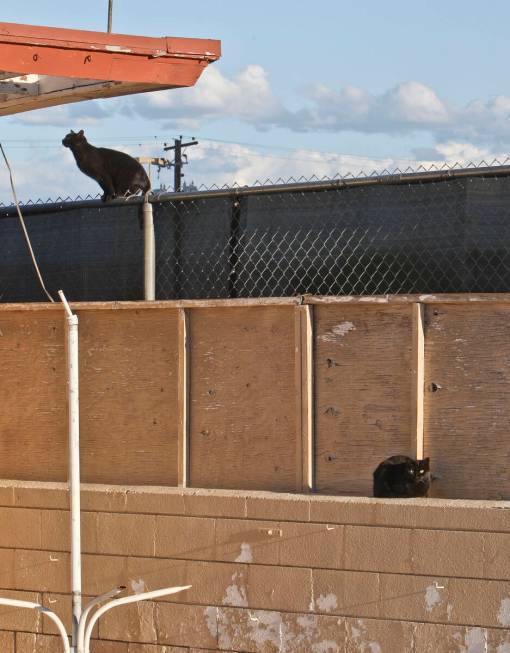 Two feral cats are seen in the pool area of the closed White Sands Motel on Wednesday, April 11 ...