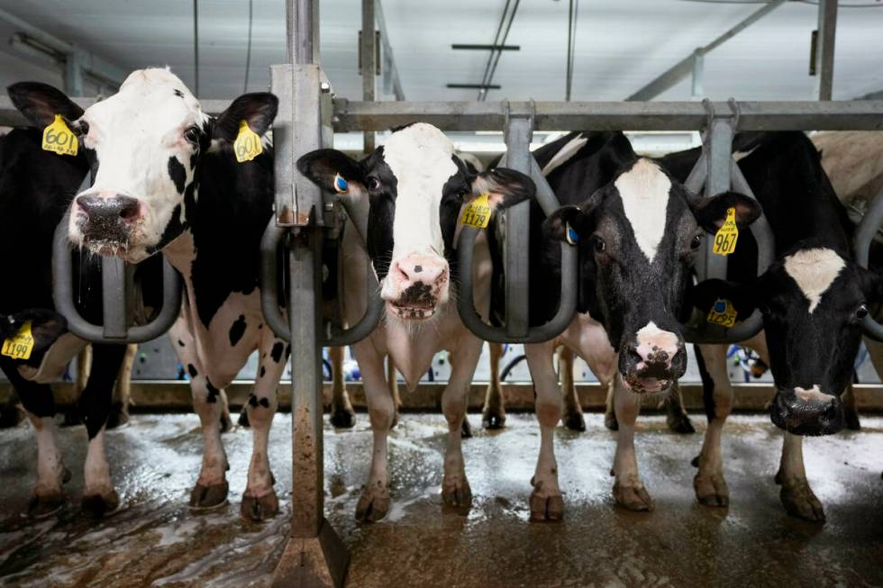 FILE - Cows stand in the milking parlor of a dairy farm in New Vienna, Iowa, on Monday, July 24 ...