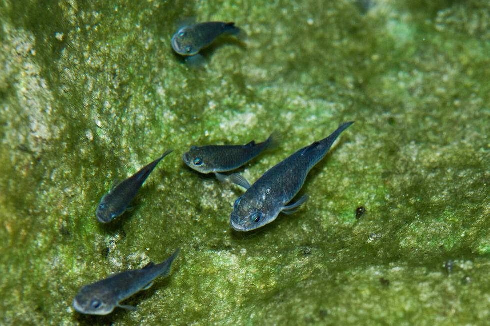 Devils Hole Pupfish. (U.S. Fish and Wildlife Service/Olin Feuerbacher)