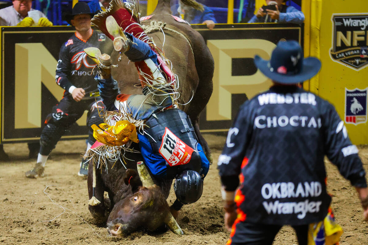 Bull rider Dustin Bouet falls off of Hell yeah Roscoe during round four of the National Finals ...