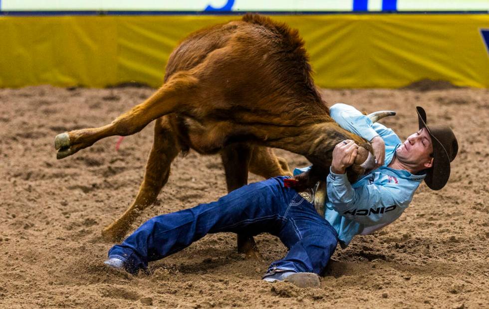 Steer Wresting contestant Scott Guenthner pulls down a steer for a winning time during National ...