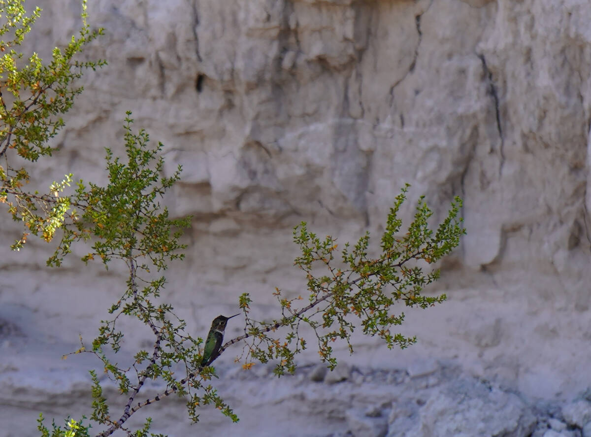 An Anna’s hummingbird sits on a creosote branch near a cliff where layers of sediment te ...