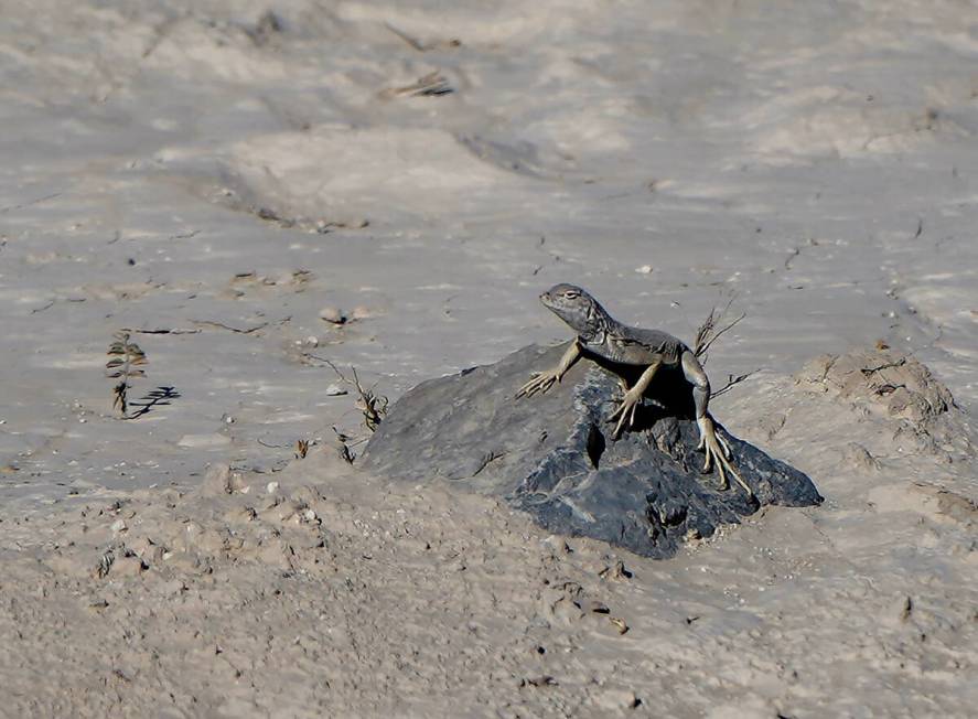 Zebra-tailed lizards can be seen at Ice Age Fossils State Park, although not in winter, when th ...