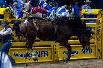 Bare Back Riding contestant Taylor Broussard rides Drunk Bunny during National Finals Rodeo Day ...