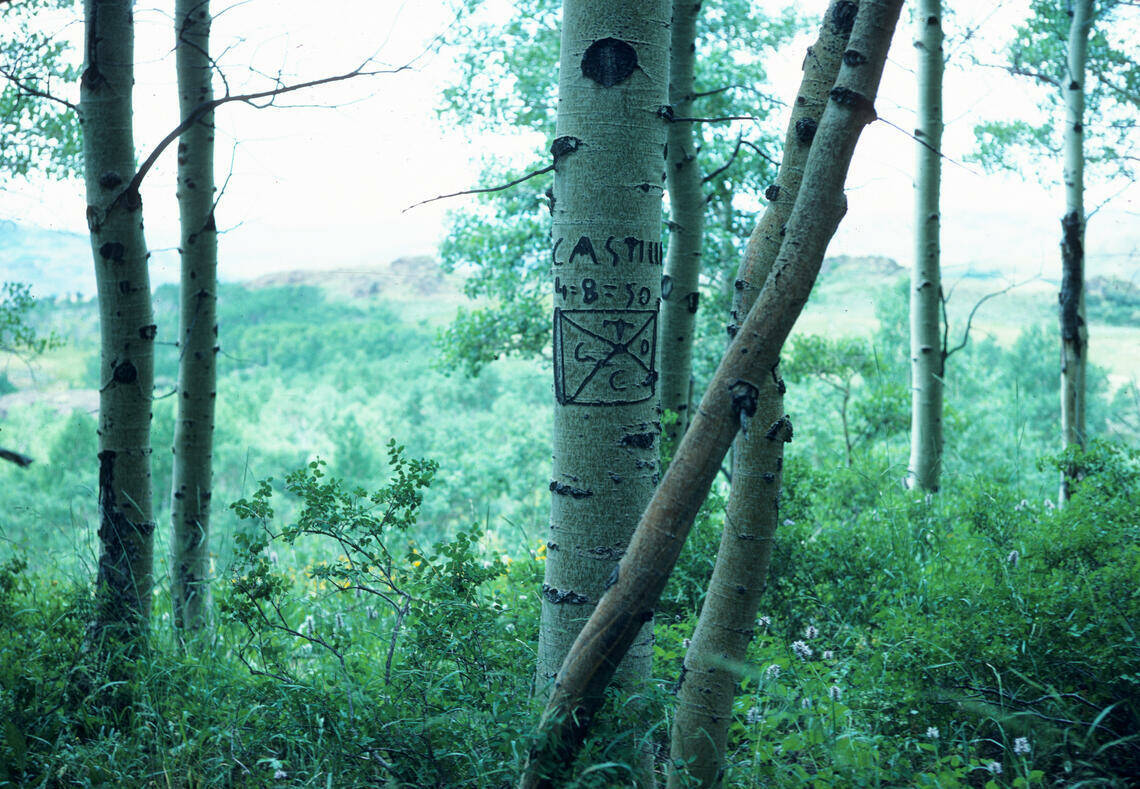 Aspen tree carvings are seen in Northern Nevada. (Richard H. Lane/UNR Special Collections)