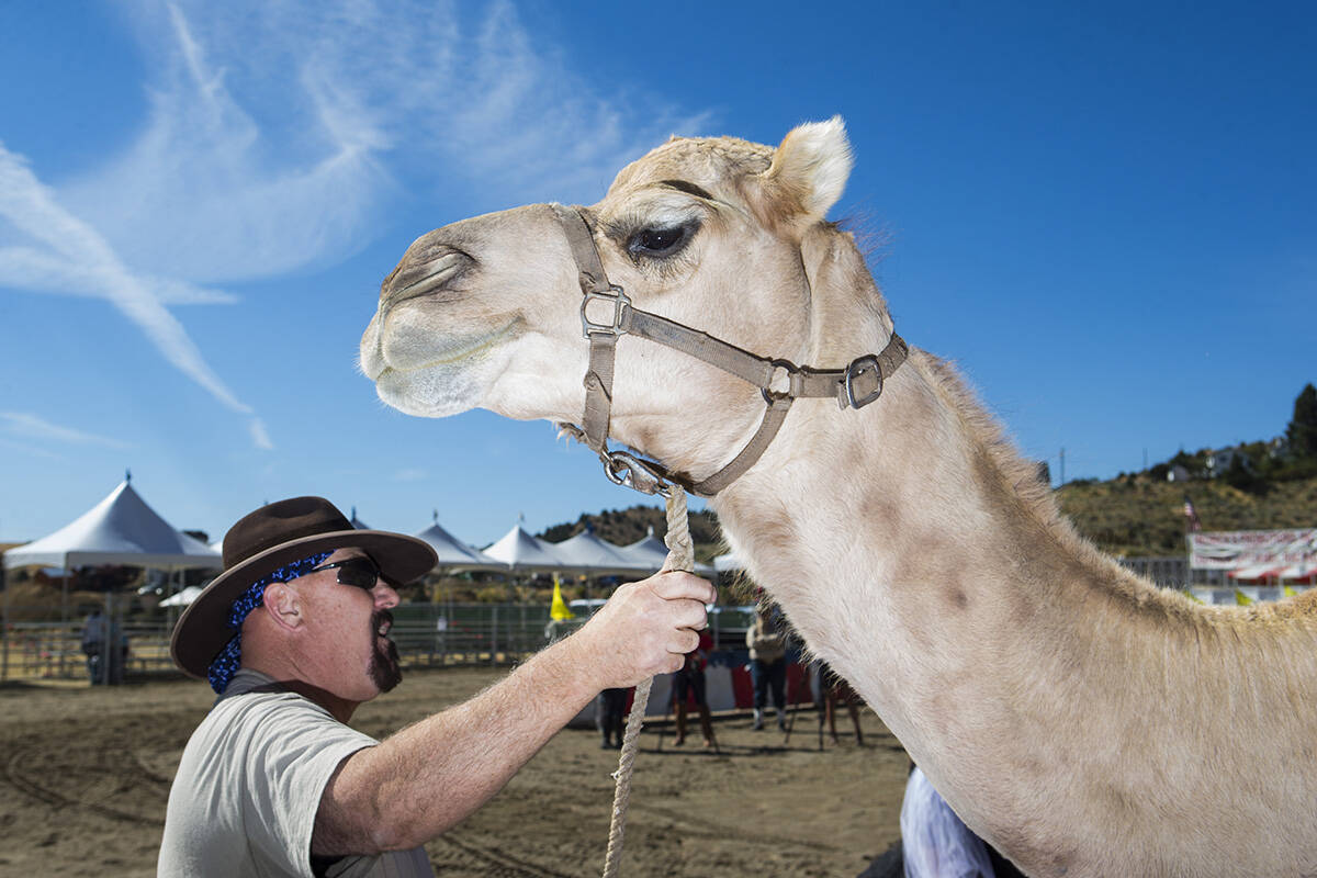 Steve Langelo of the Hendrick Exotic Animal Farm stands with camel Nixon while waiting to give ...