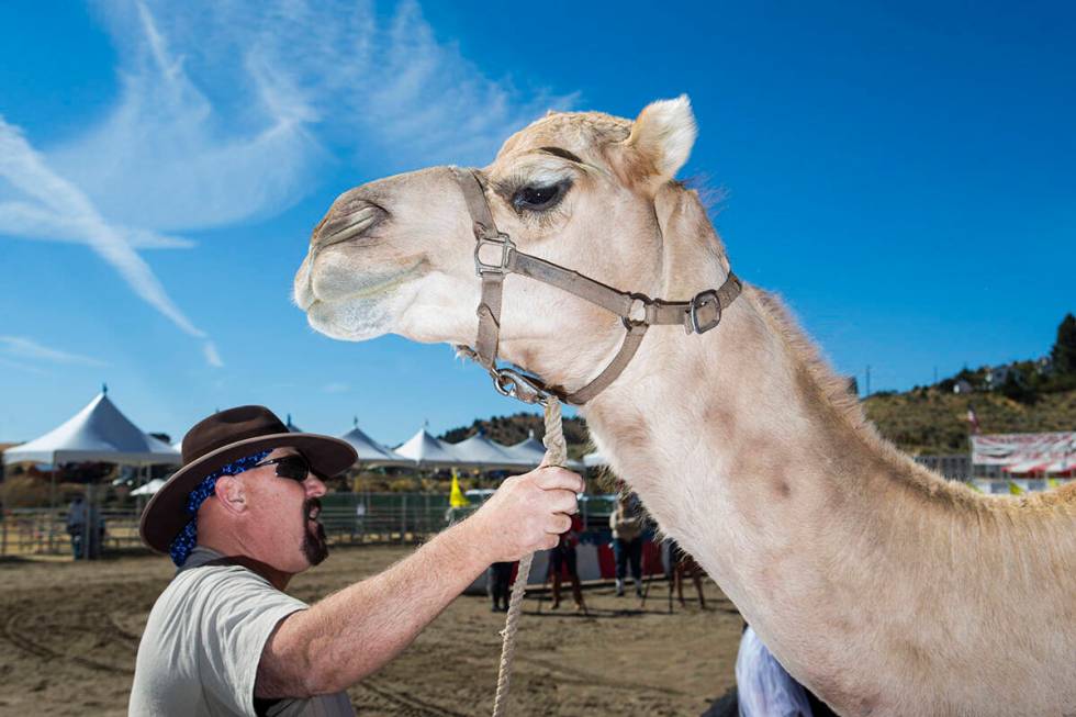 Steve Langelo of the Hendrick Exotic Animal Farm stands with camel Nixon while waiting to give ...