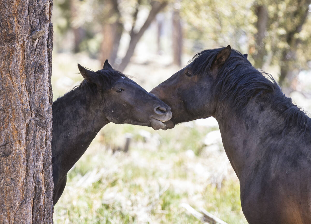 Wild horses appear to kiss as they graze at Mount Charleston on May 20, 2021. (Bizuayehu Tesfay ...