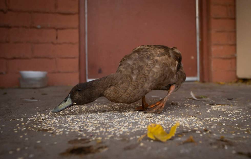 Sunny the duck snacks on food at the Inspiring Children Foundation nonprofit, which assists you ...