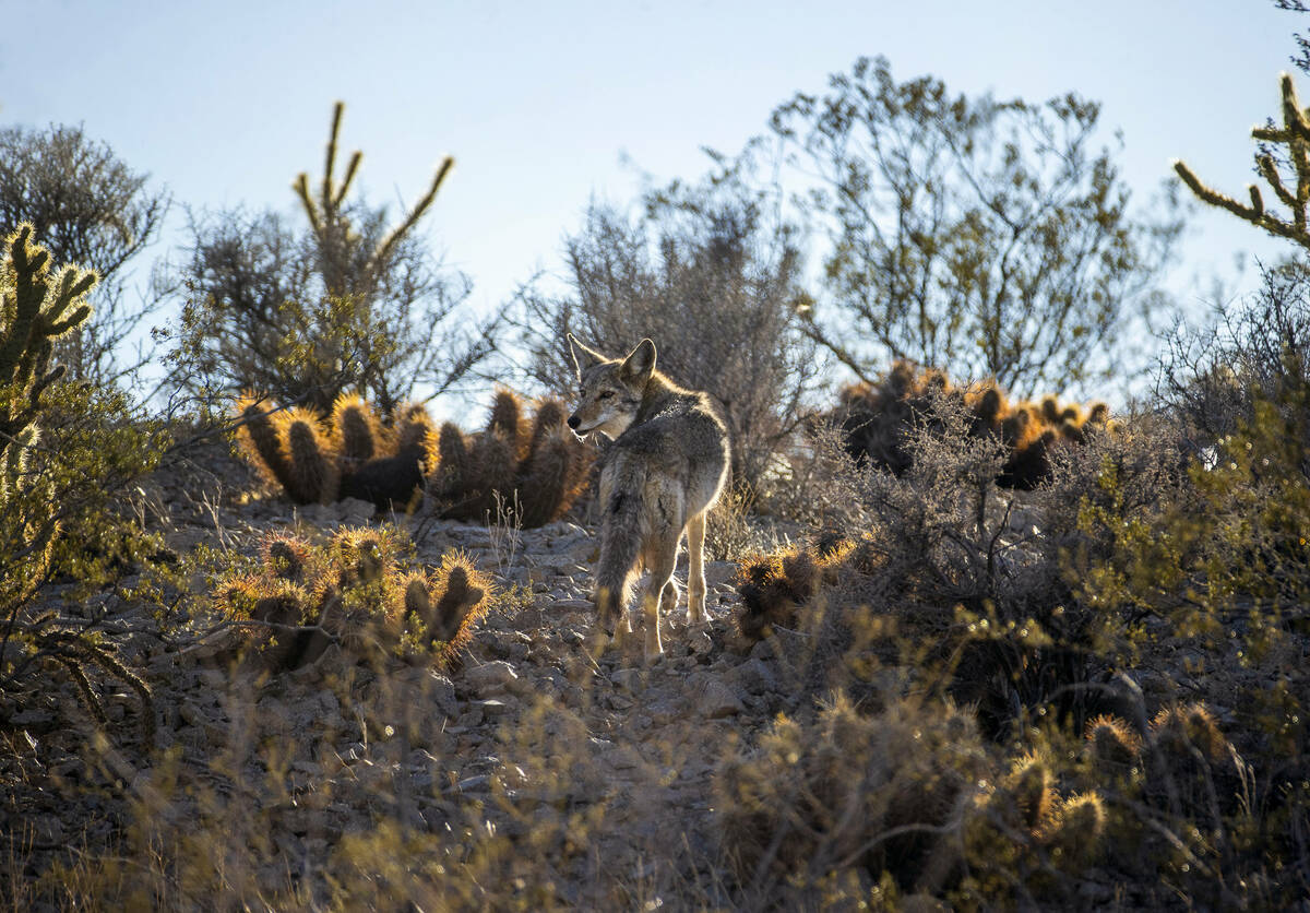 The Avi Kia Ame proposed national monument site on March 1, 2022, in Las Vegas. (L.E. Baskow/La ...