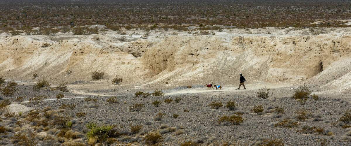 A man and his dogs walk about the Tule Springs Fossil Beds National Monument which is one of th ...