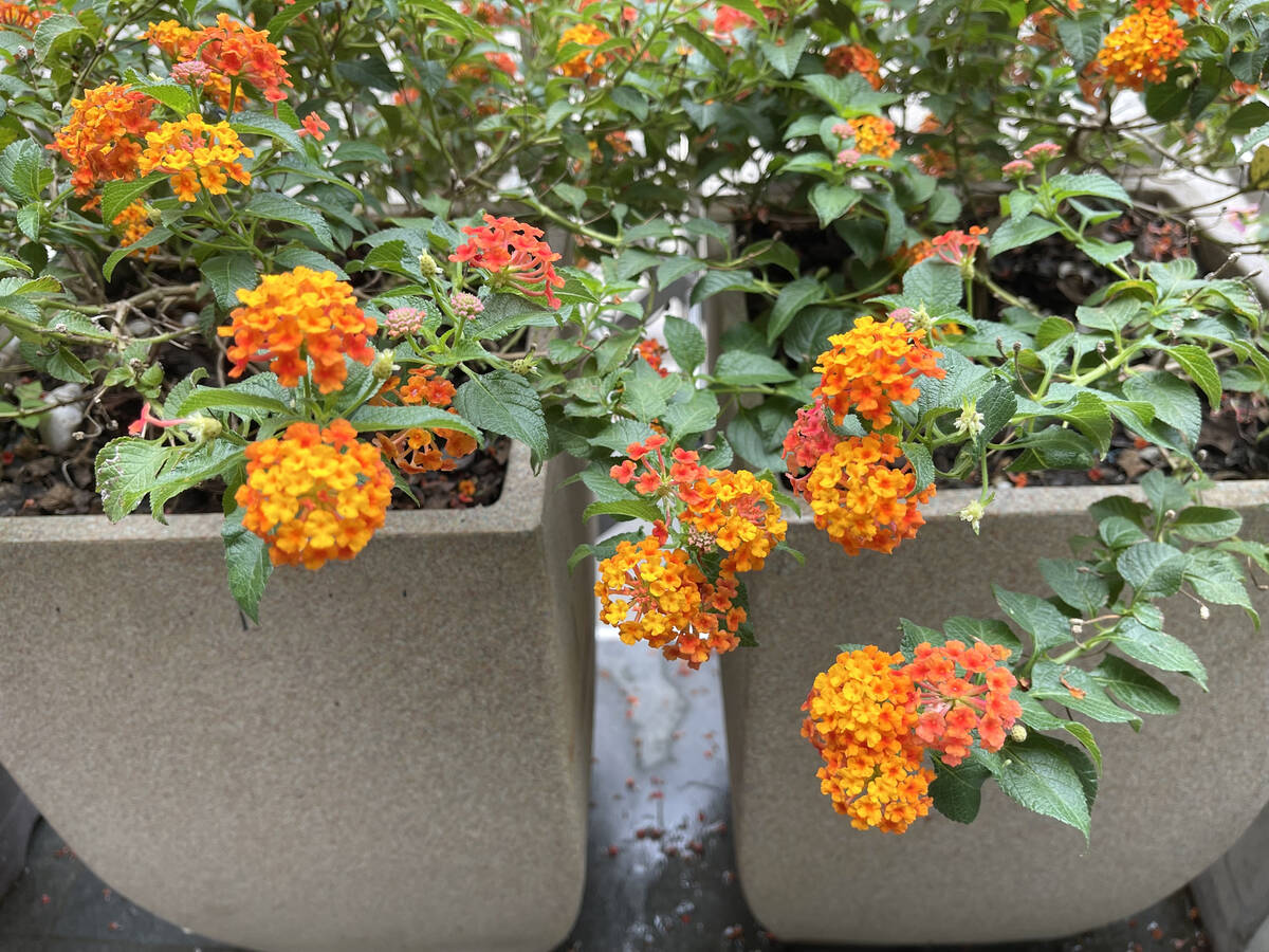 There are about 150 species of lantana, a versatile plant that can be used as a groundcover, in ...