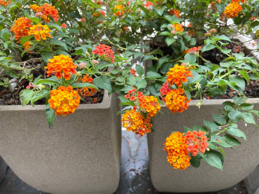 There are about 150 species of lantana, a versatile plant that can be used as a groundcover, in ...