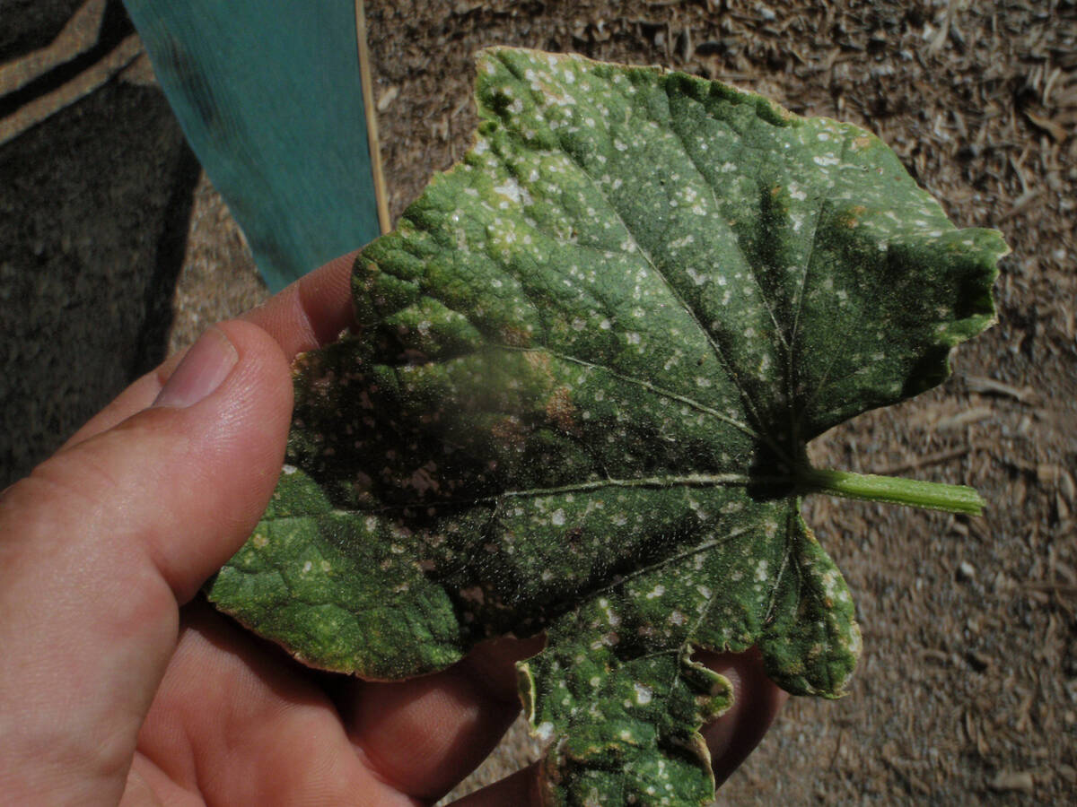 Feeding damage (the yellow dots) caused by leaf hoppers. (Bob Morris)