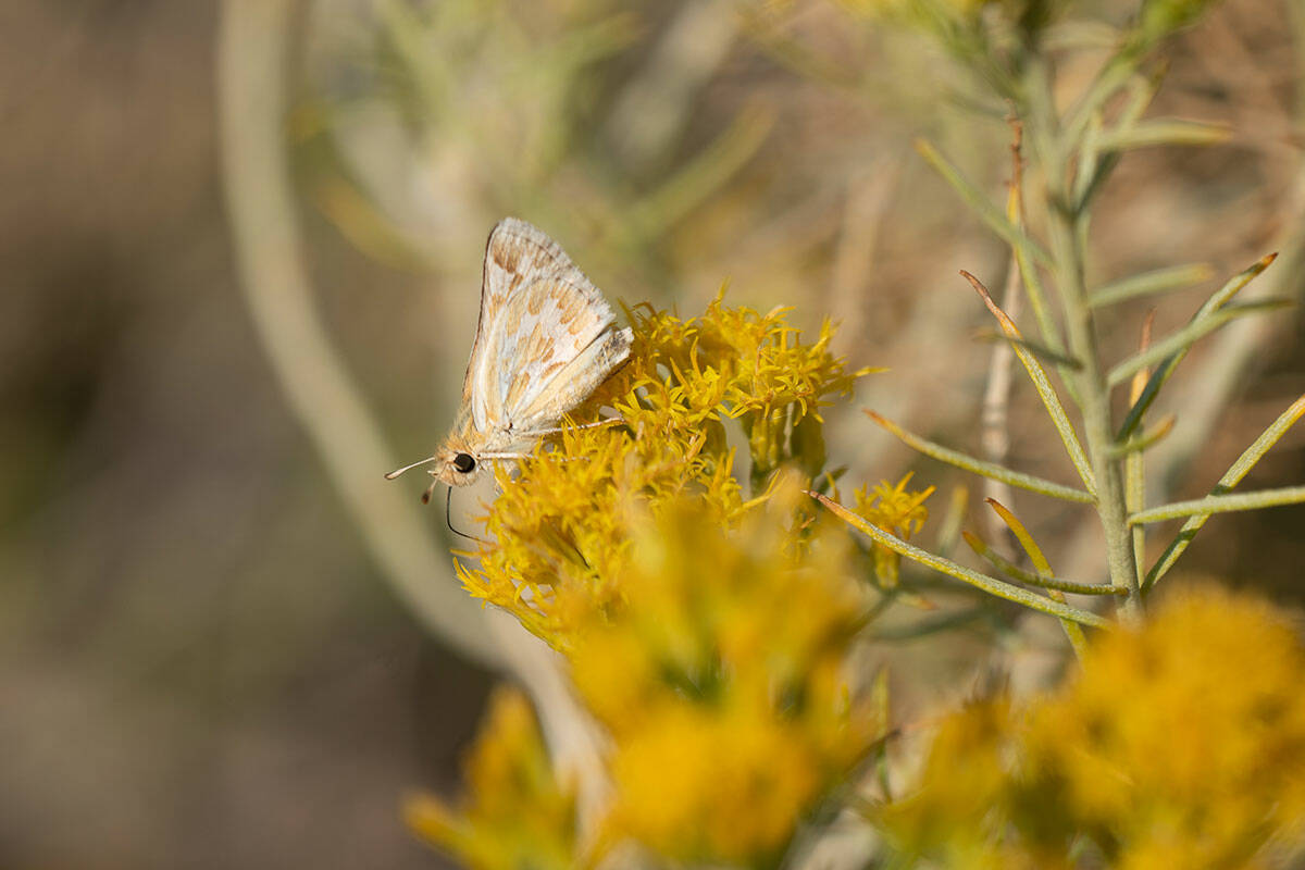 A bleached sandhill skipper in the meadows at Baltazor Hot Spring in Humboldt County, Nevada, o ...