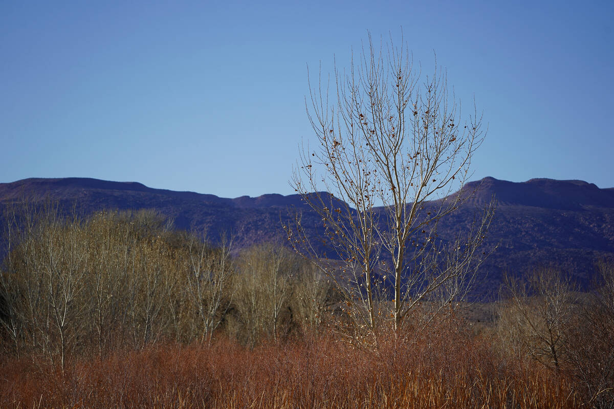 Deciduous trees, including old cottonwoods, that have lost their leaves and plants that have go ...