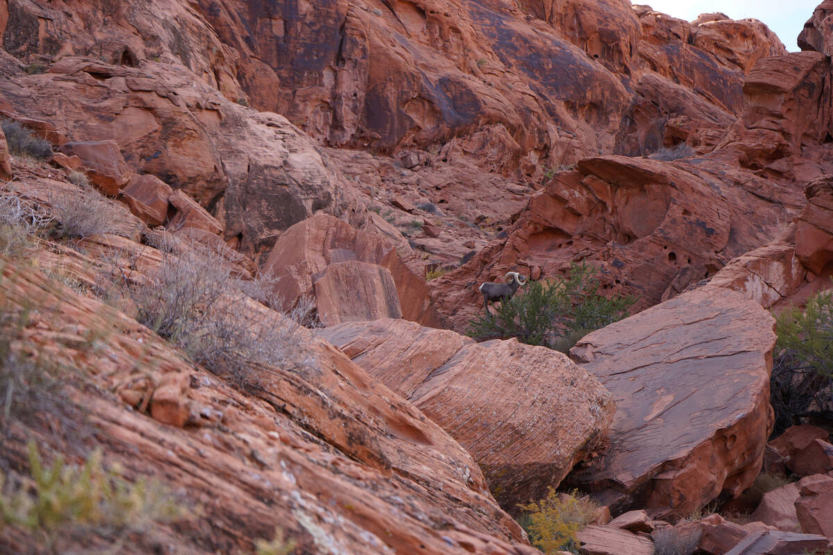 A bighorn ram studies his surroundings after munching on vegetation at Valley of Fire State Par ...