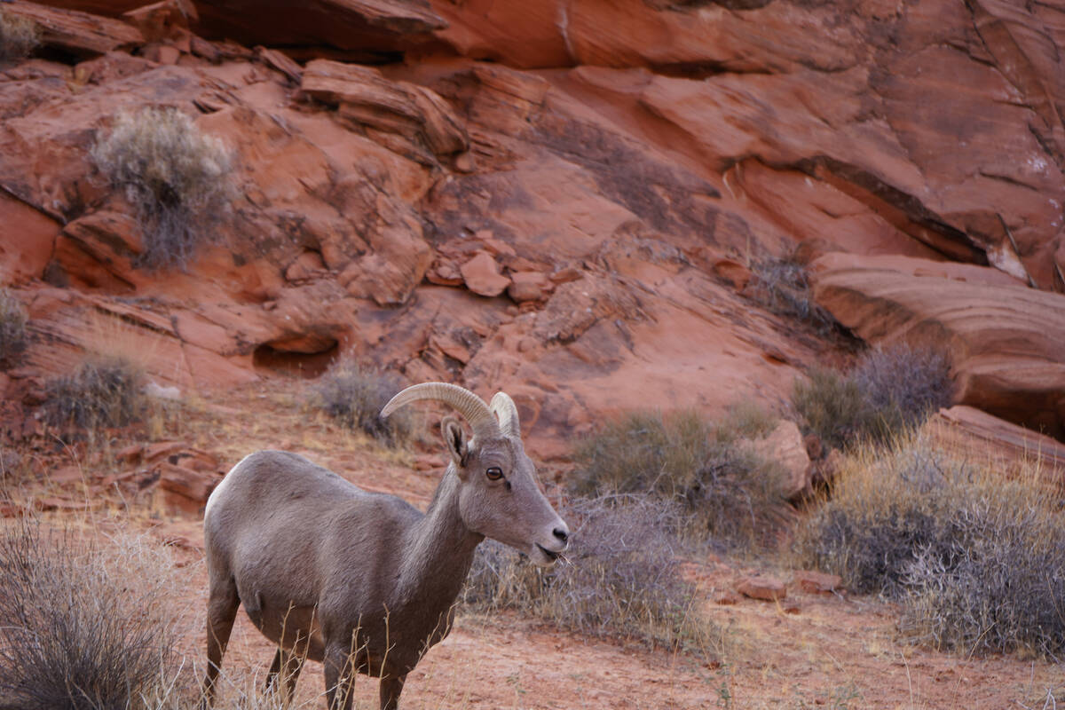 A bighorn ewe forages right next to White Domes Road at Valley of Fire State Park. (Natalie Burt)