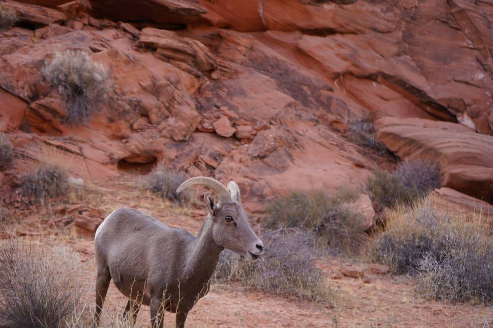 A bighorn ewe forages right next to White Domes Road at Valley of Fire State Park. (Natalie Burt)