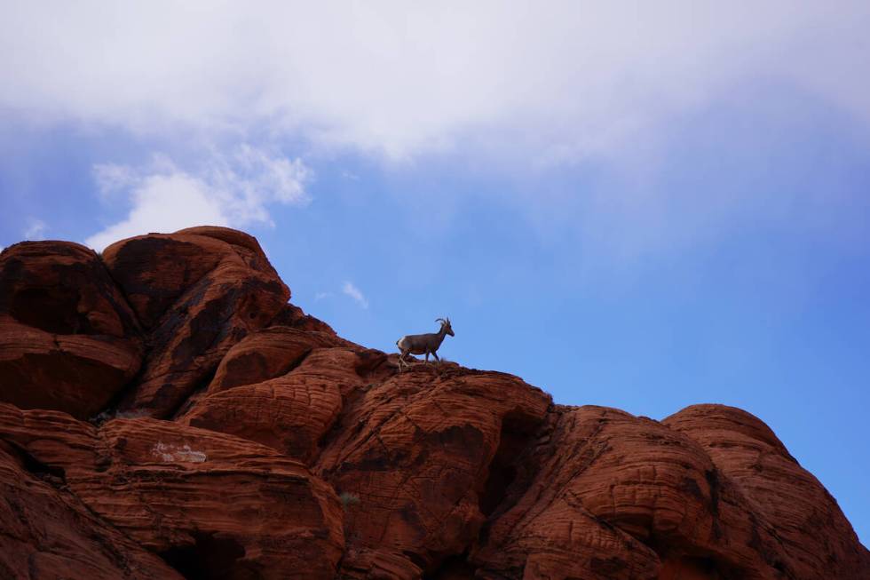 A bighorn ewe reaches her chosen lookout point at Valley of Fire State Park. (Natalie Burt)