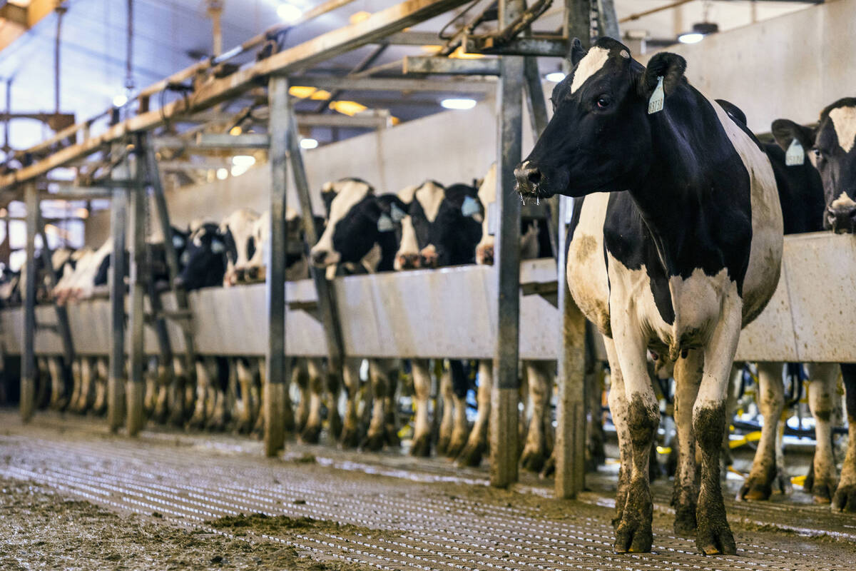 Cows are milked twice daily with the process continuing all-day long do to the thousands of hea ...