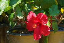 The cultivars of hibiscus range from cold-hardy to tropical varieties. (Getty Images)