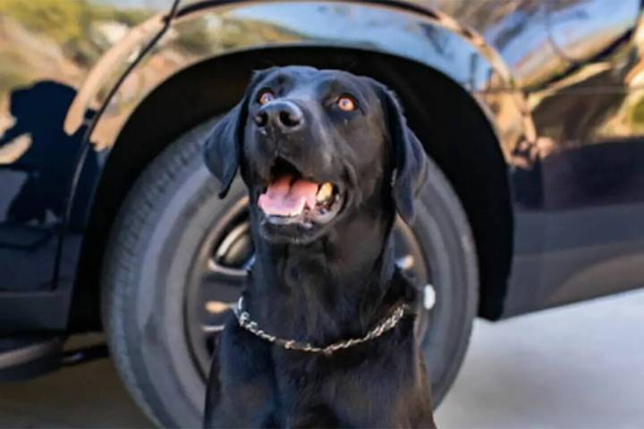 Marley, a K-9 for the Clark County School District Police Department, died Nov. 14, 2024. (CCSD ...